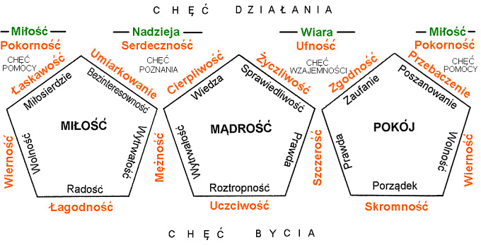 Rozkład łączników w ziarnie dobra